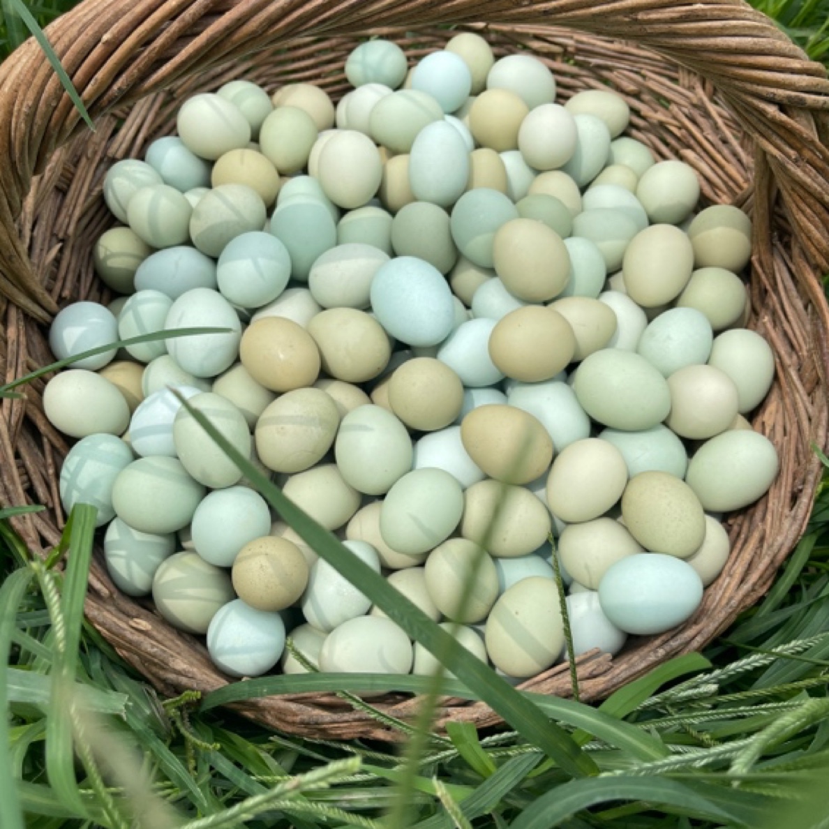 绿壳青年土鸡蛋50枚轩峰农场