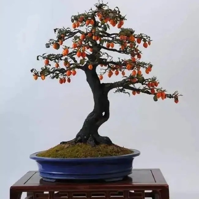 老鸦柿 生桩 熟桩 老鸦柿盆景