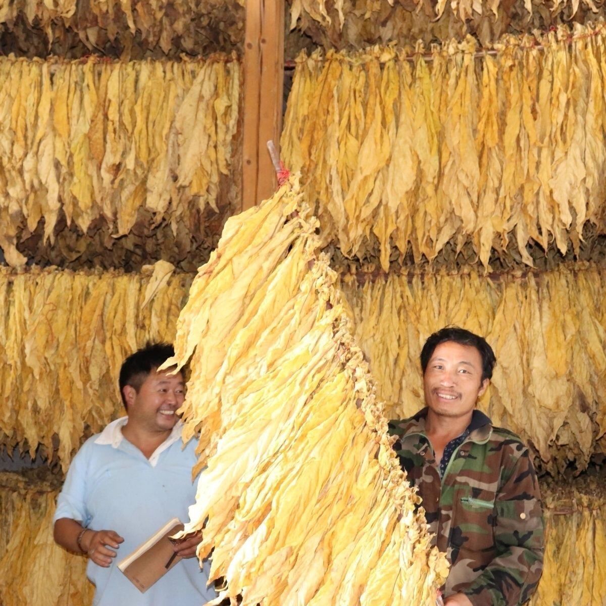 烤烟烤黄剂烟黄宝定黄剂烤烟宝烤立黄提高桔黄率减少青筋挂灰憨烟