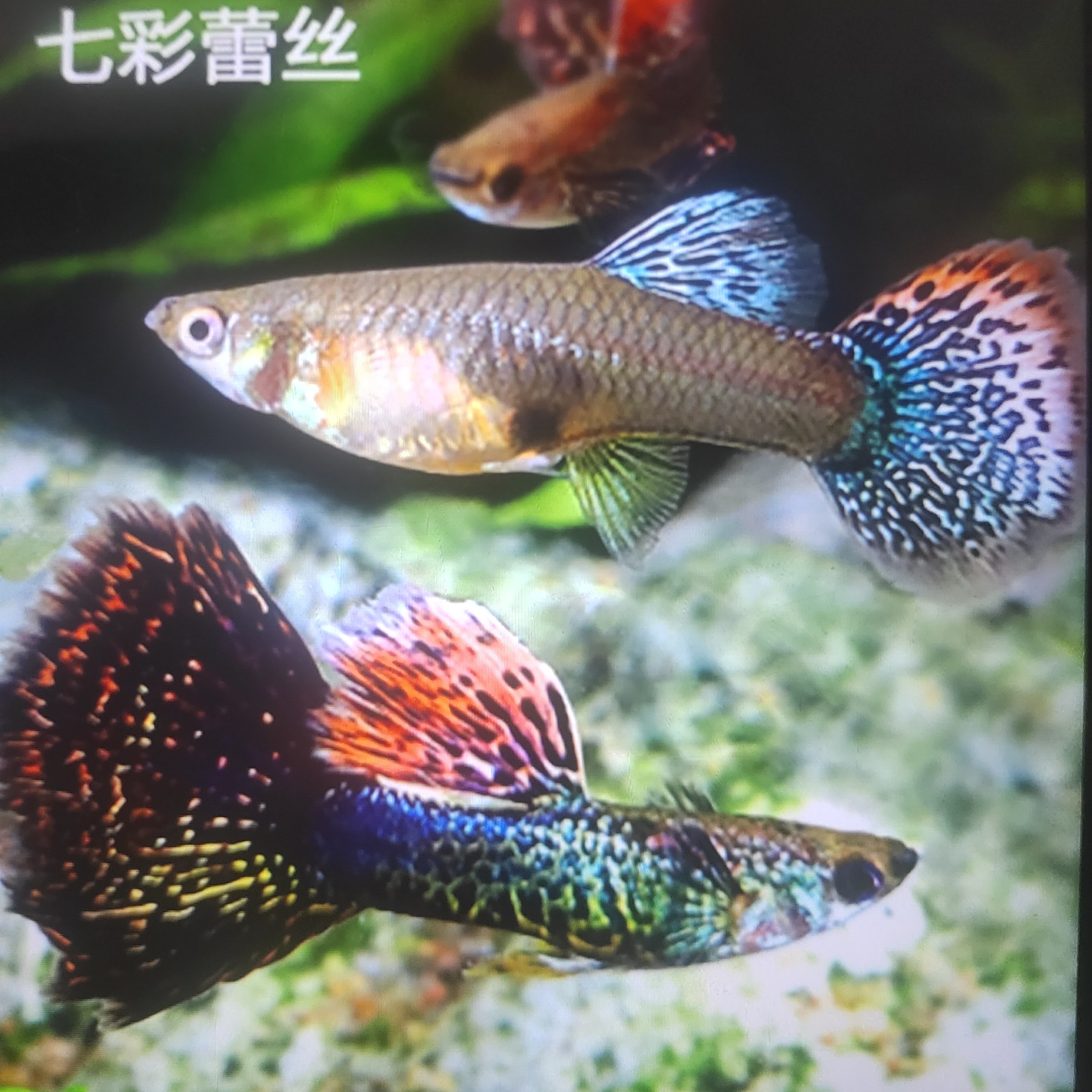 精品孔雀鱼小型热带鱼龙鳞七彩蕾丝（入缸后不包损）