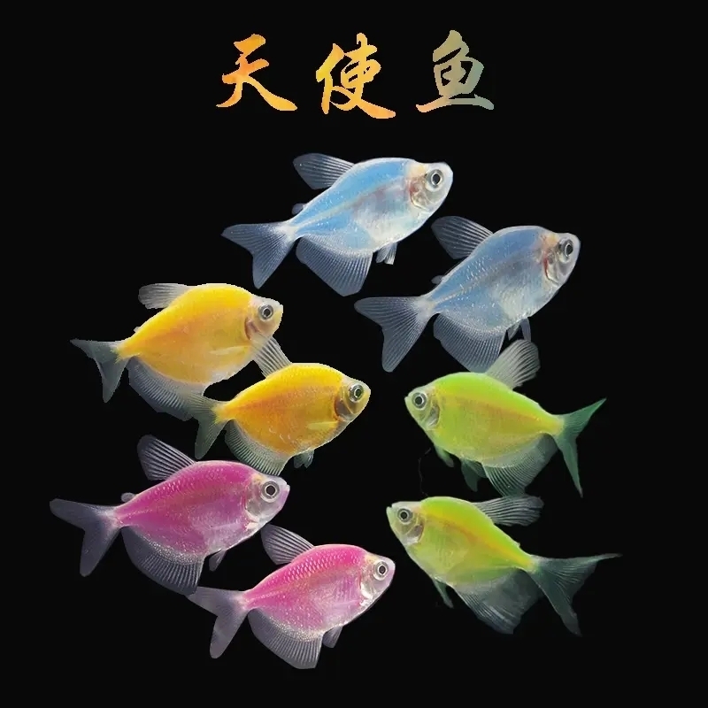 小型热带淡水鱼糖果色彩虹色系天使鱼观赏鱼