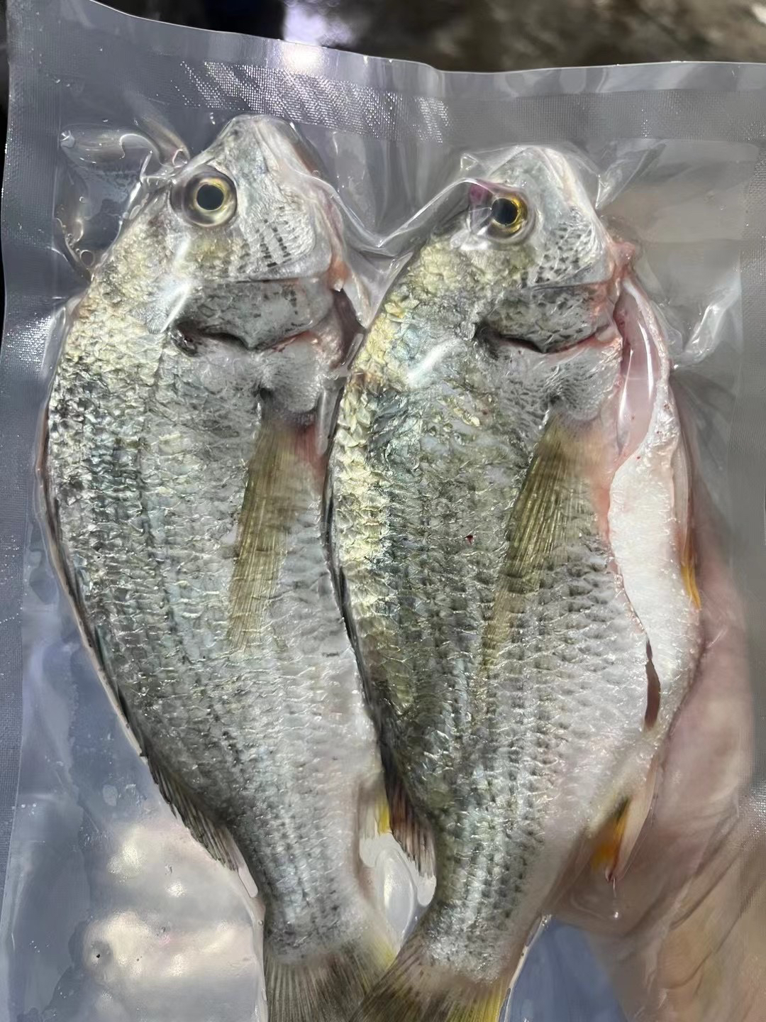 惠来神泉本港 赤翅 黄立鱼 清蒸 红烧 肉质鲜嫩拍一发三