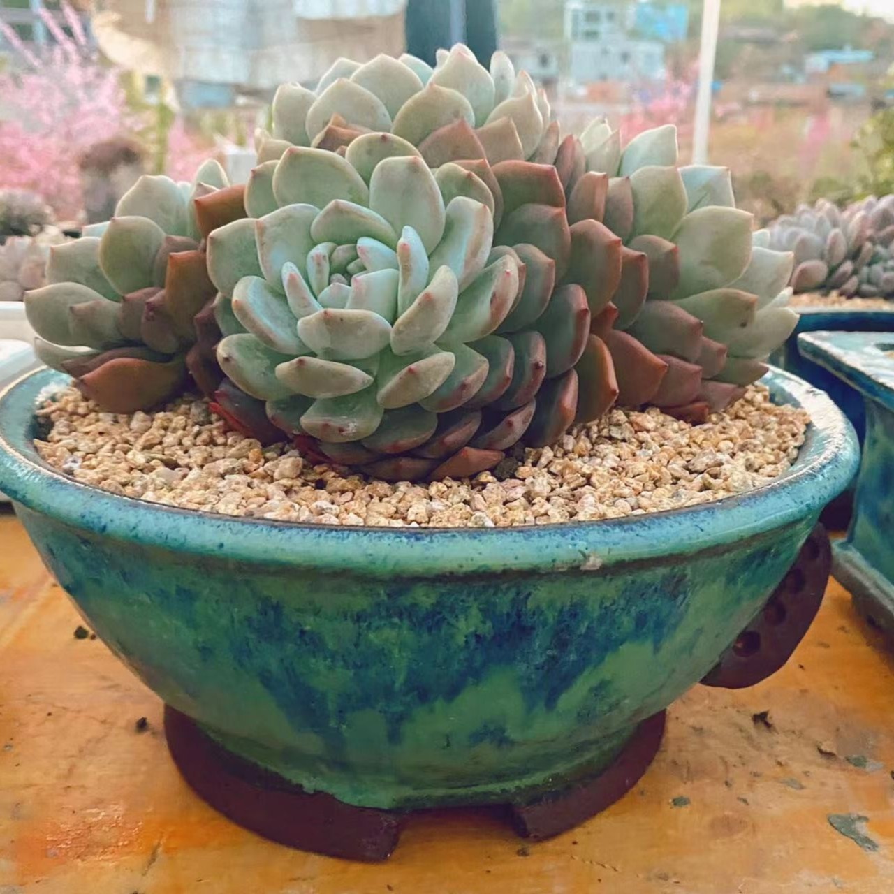 【一物一拍】常青藤复古青铜粗陶透气多肉花盆小盆绿植简约流釉