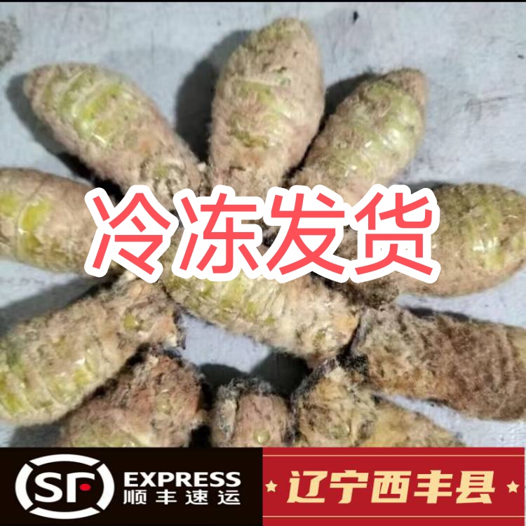 辽宁西丰县（满籽母蚕蛾）包邮