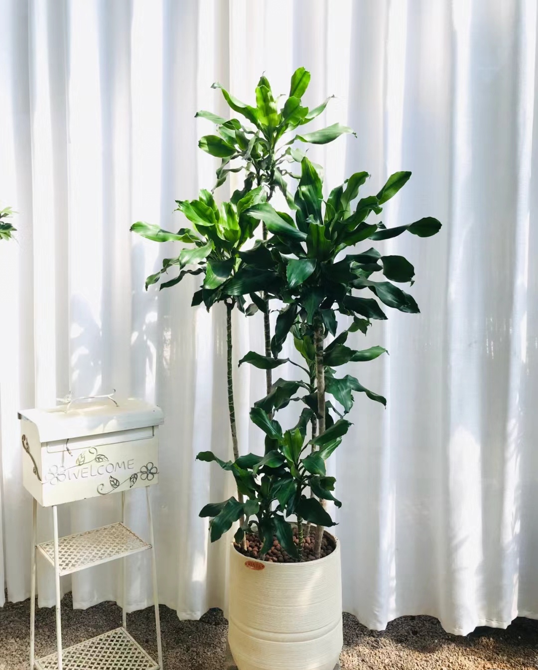 造型罗纹铁、室内好养型落地绿植、耐阴耐旱一款植物、新手小白必入