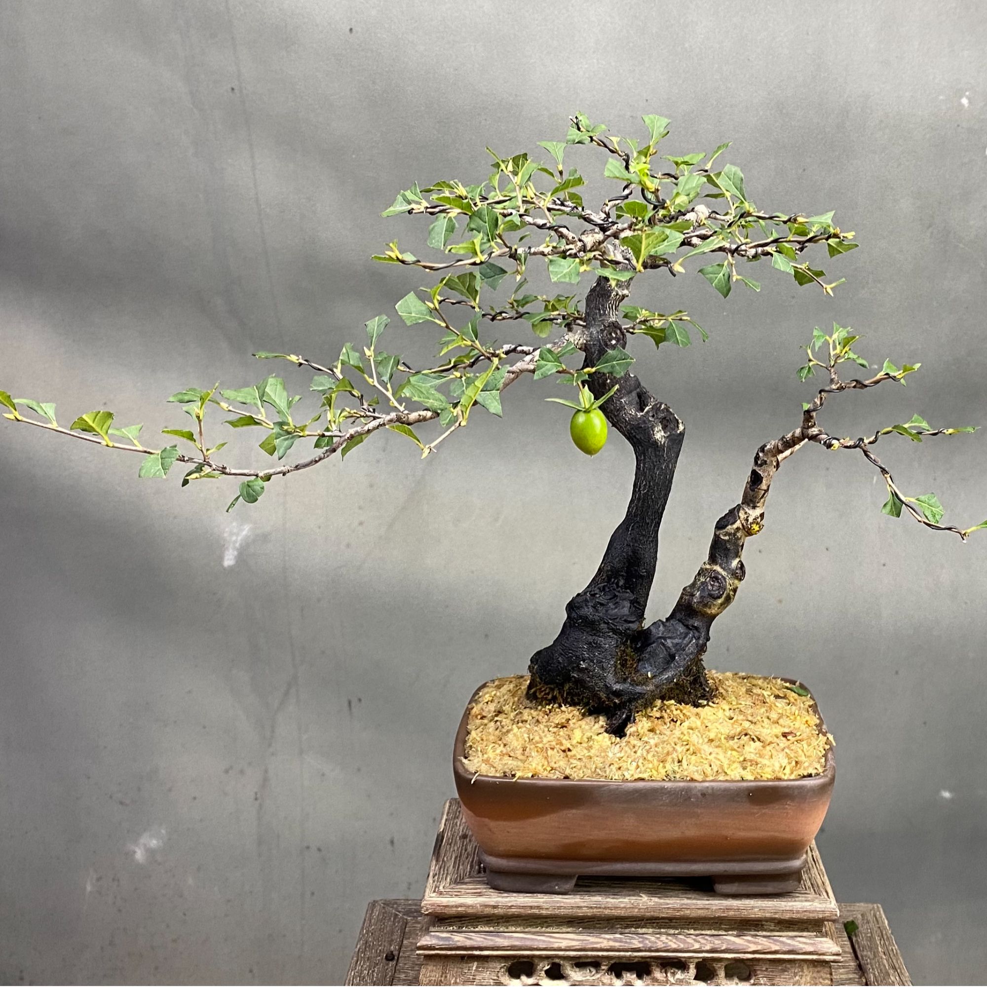 老鸦柿素材，盆景素材