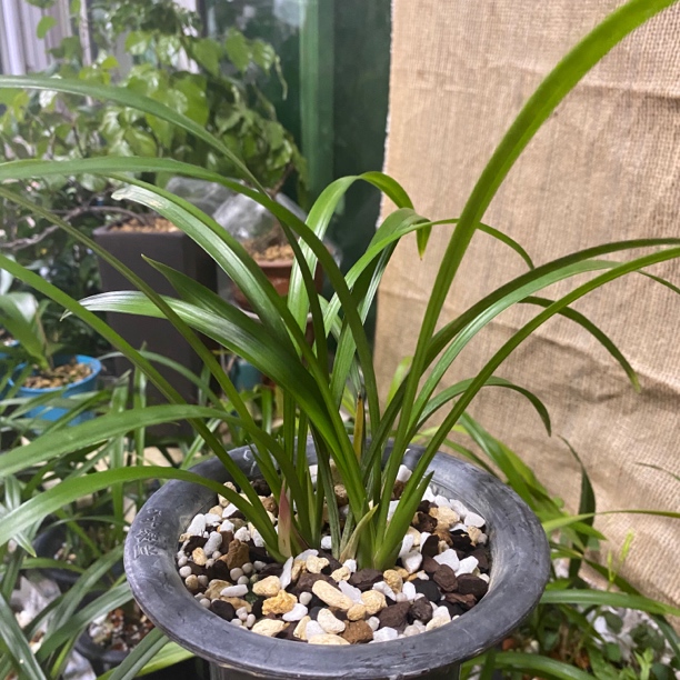 一物一拍兰花（不含盆土裸根发货）