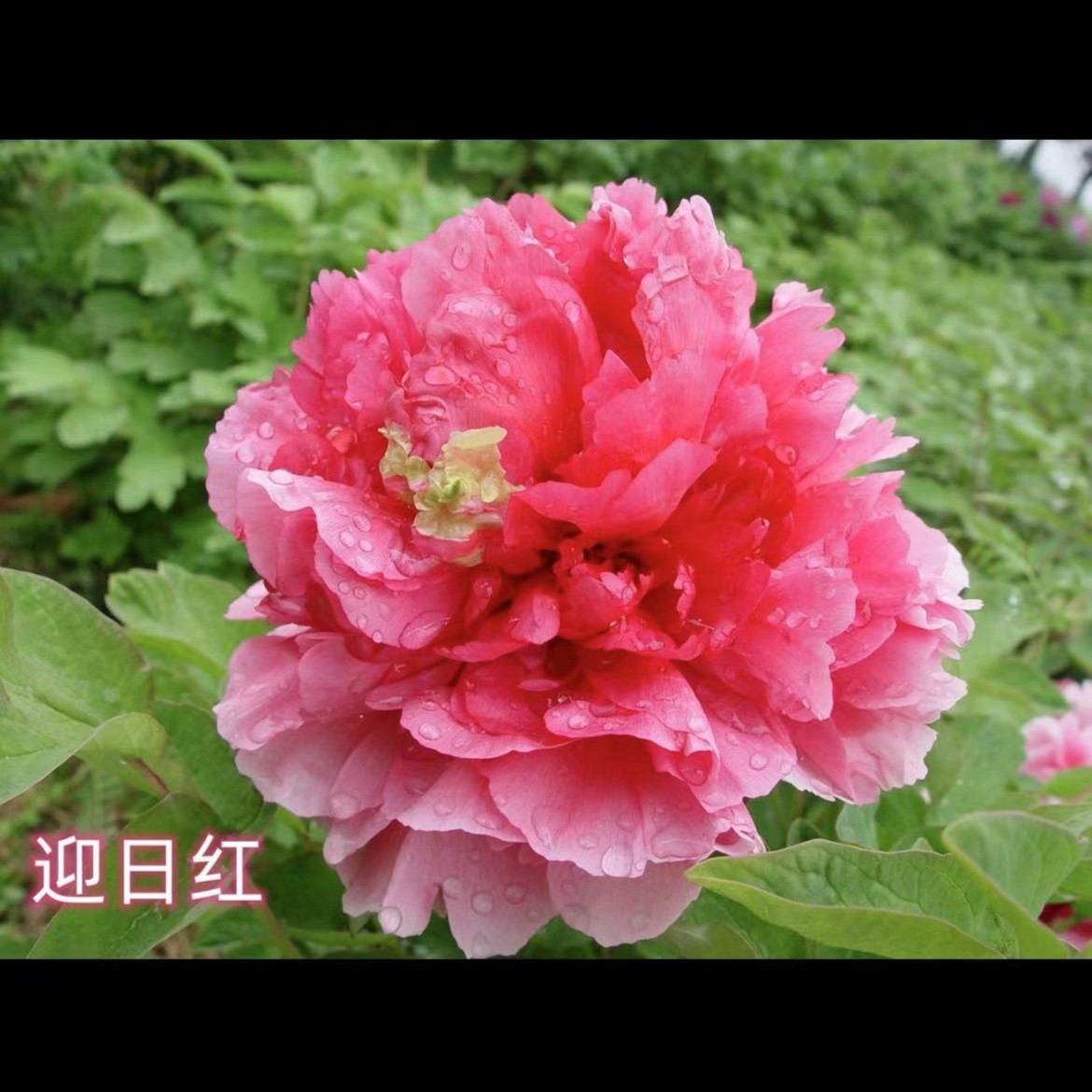 洛阳观赏牡丹 迎日红 可盆栽 可地载