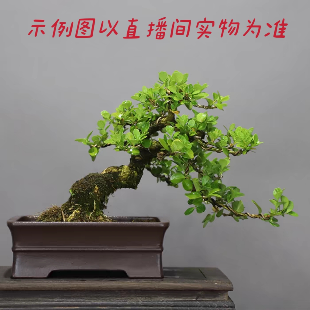 一物一拍 黄杨瓜子雀舌龙鳞黄杨地柏五针松各种盆景素材造型美观