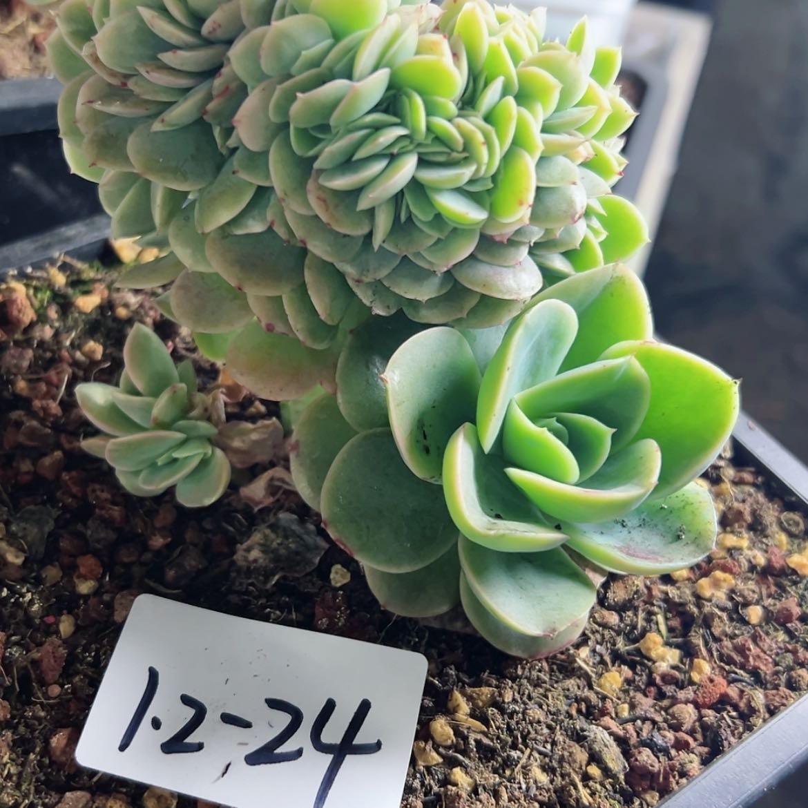 【闪购商品】奶*1.2-24星娜塔