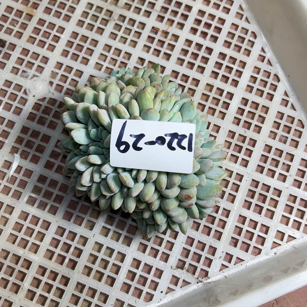【闪购商品】圆***肉1220-29橙子缀