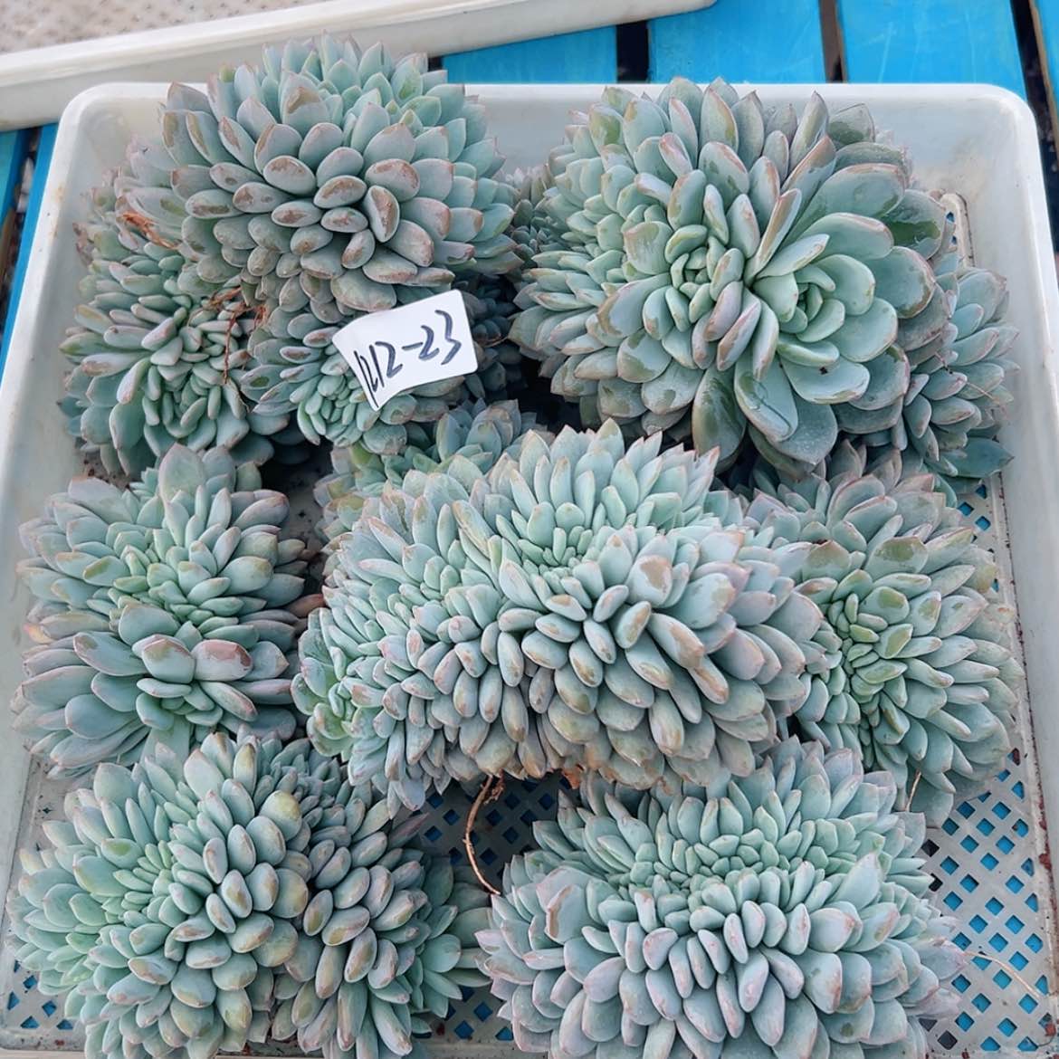 【闪购商品】1212-33大橙子缀组合10颗送1