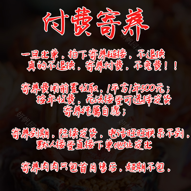 临时寄养付费寄养链接妍帆园艺多肉橙子冰玉寄养专拍