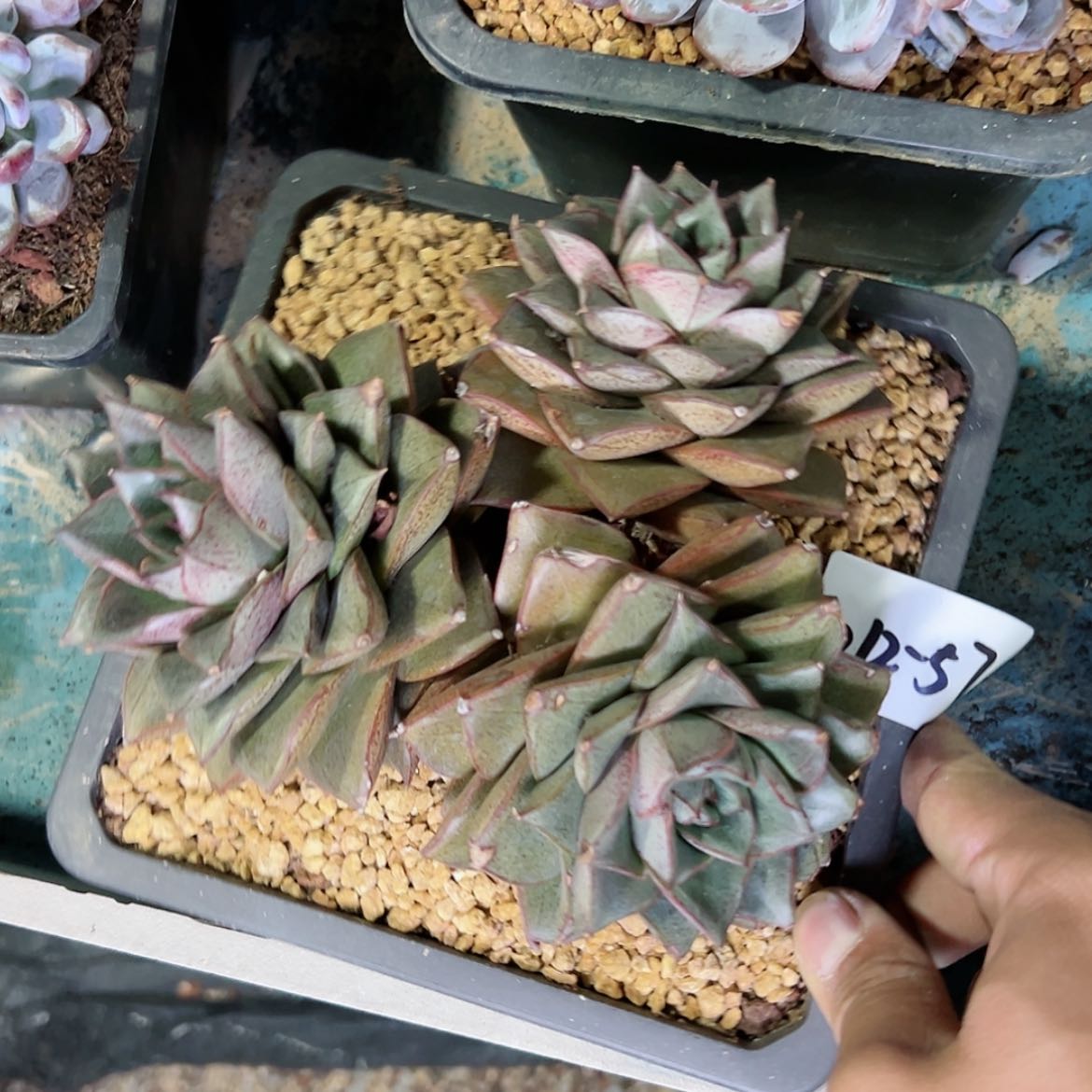 【闪购商品】1212-57大和锦