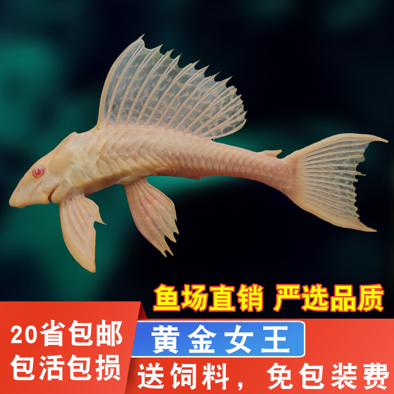 黄金红眼女王清道夫大帆女皇活体大型小型垃圾异型鱼缸热带观赏鱼