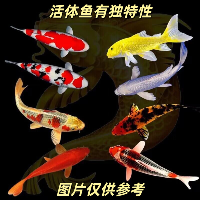 30-35cm组合红白三色锦鲤辉龙古黄金锦鲤黑黄白锦鲤锦鲤观赏鱼