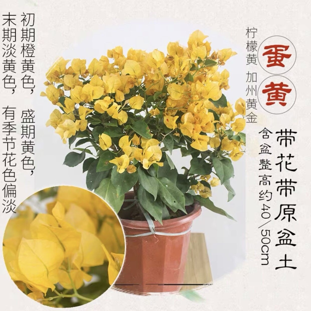 加州黄金三角梅真实带花大号发货基地盆栽办公室黄色三叶梅花卉