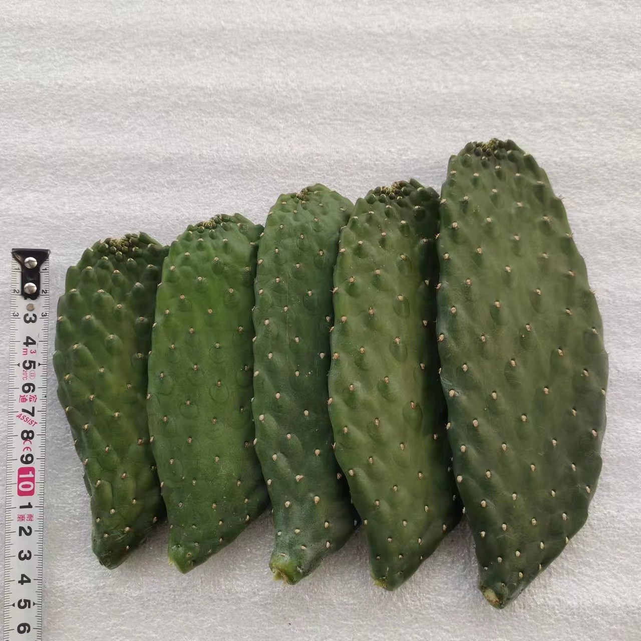 无刺中华掌仙人掌沙生植物室内室外简单耐养净化空气开花结果