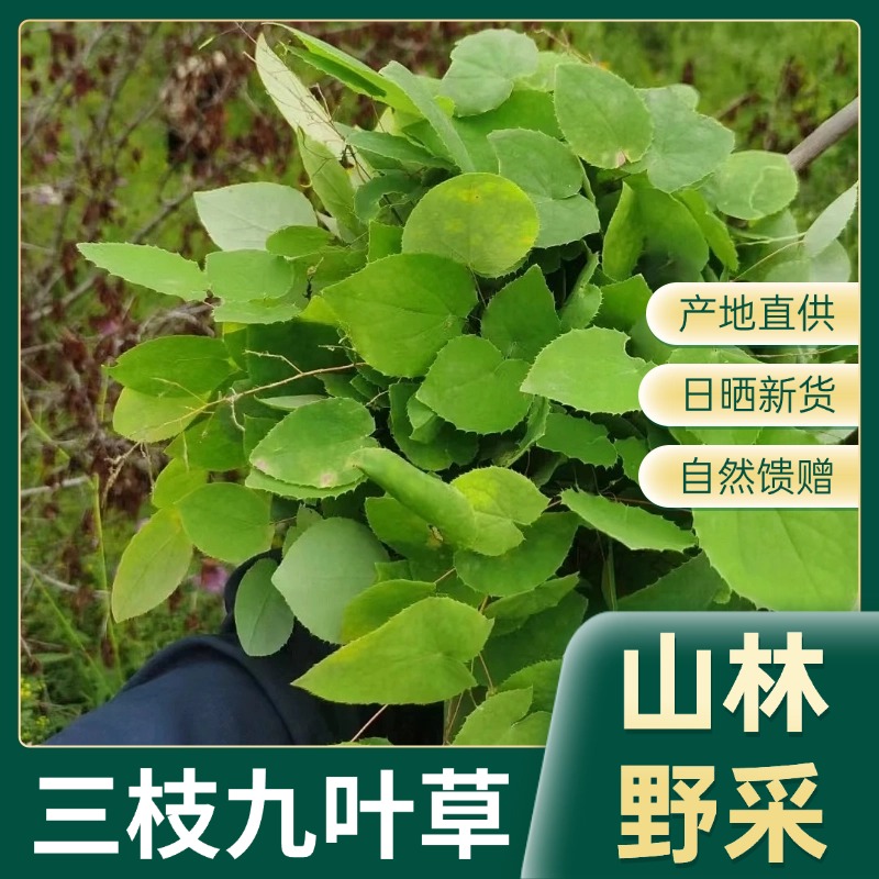 长白山深山 三只九叶草 泡水 泡酒  50g