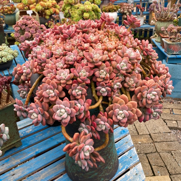 花匠精品老桩多肉一物一拍2号链接（默认带盆发物流-物流自理）