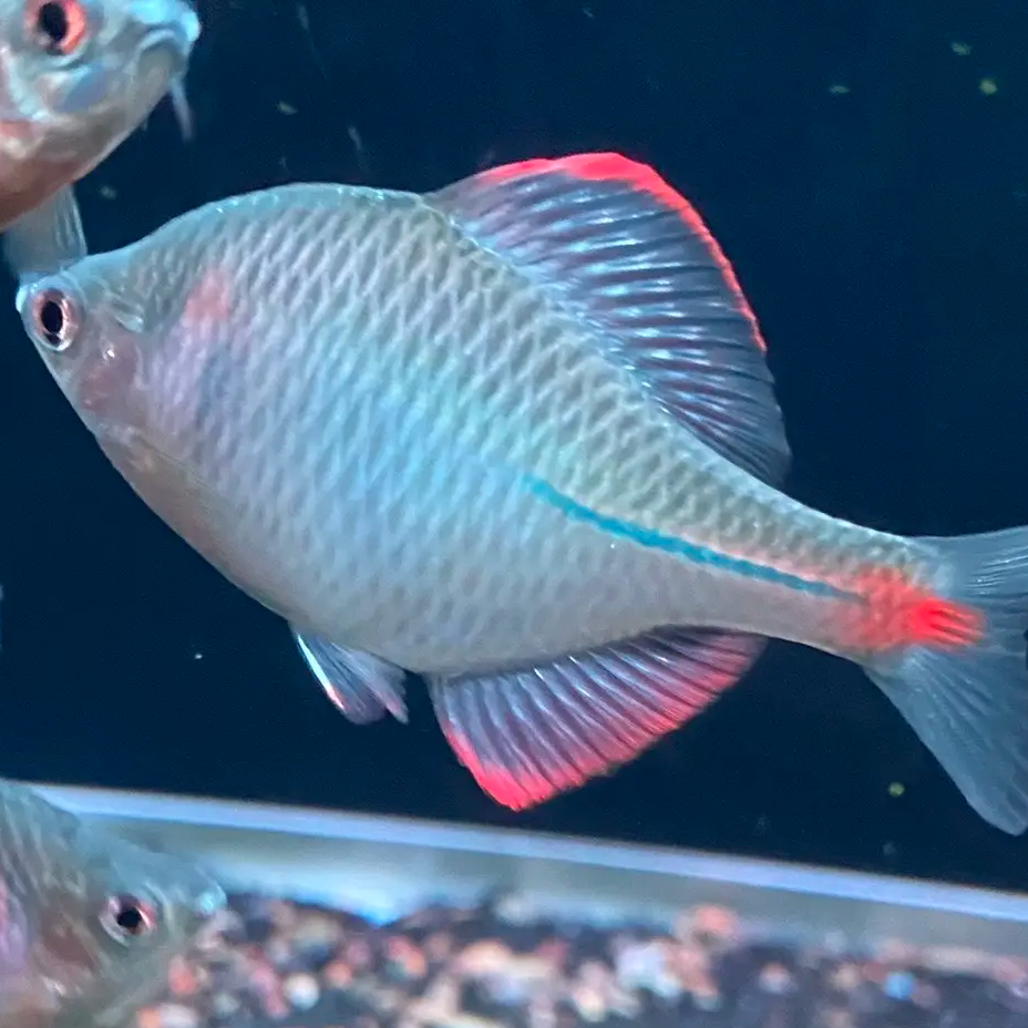 七彩高体鳑鲏鱼 冷水鱼 淡水鱼