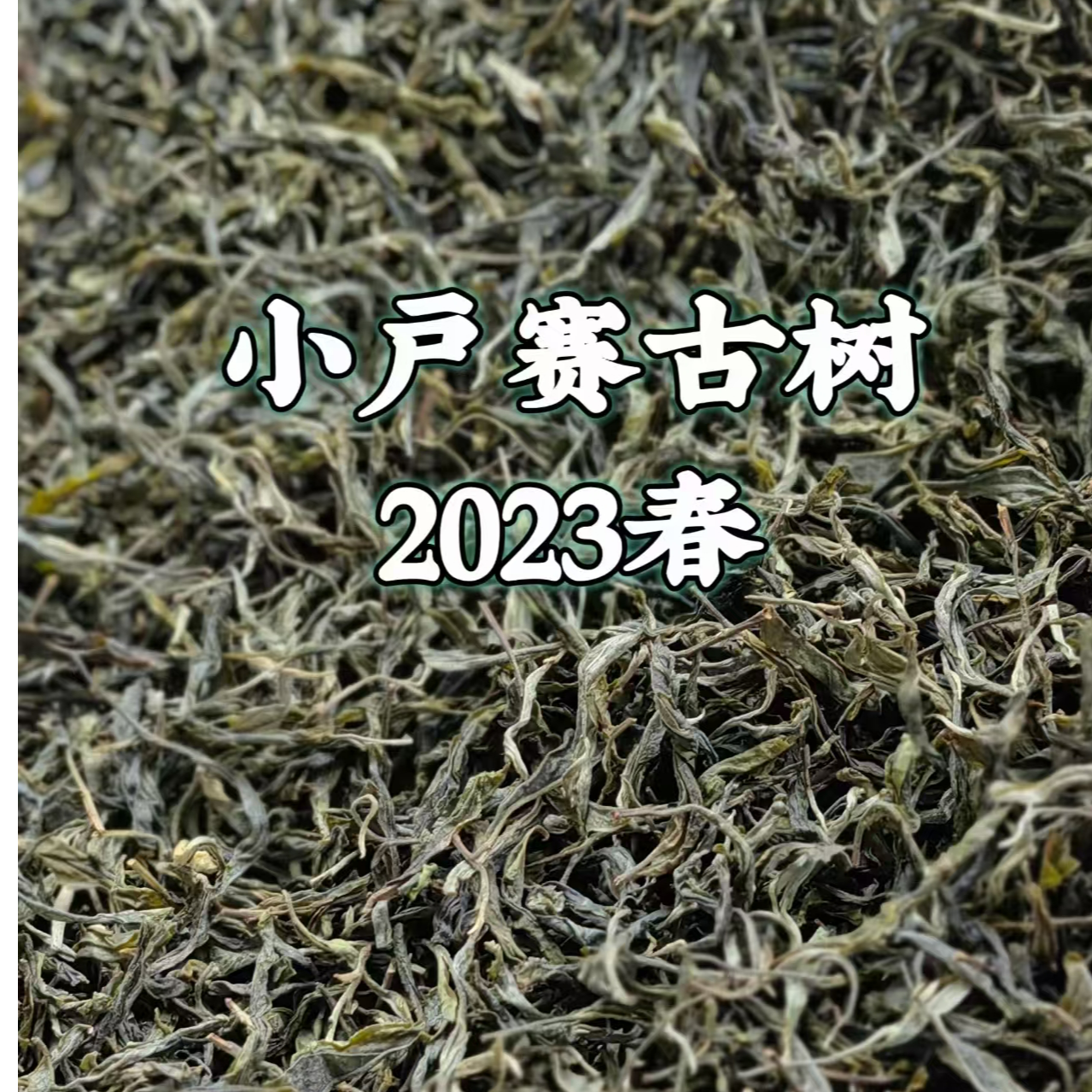 小户赛古树散春茶