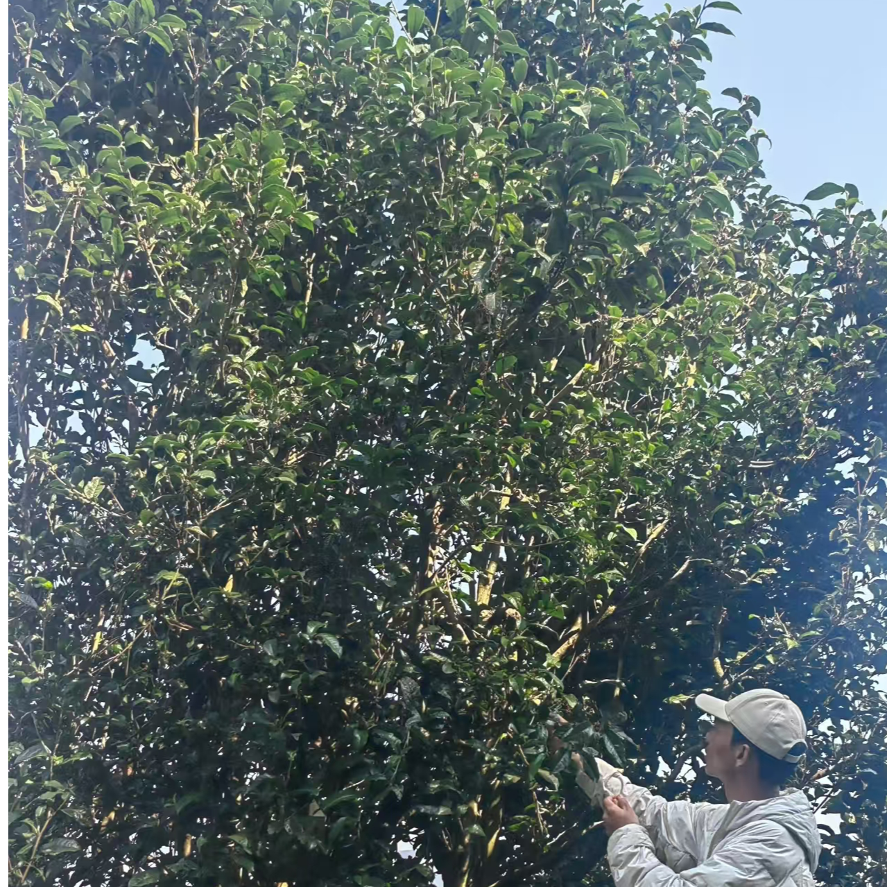 团结龙竹山古树散春茶