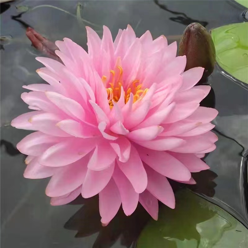 耐寒睡莲带花带花苞对版发货（粉蓬蓬）