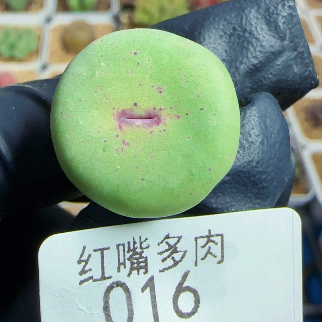 【闪购商品】16号链接SU B大型嘴