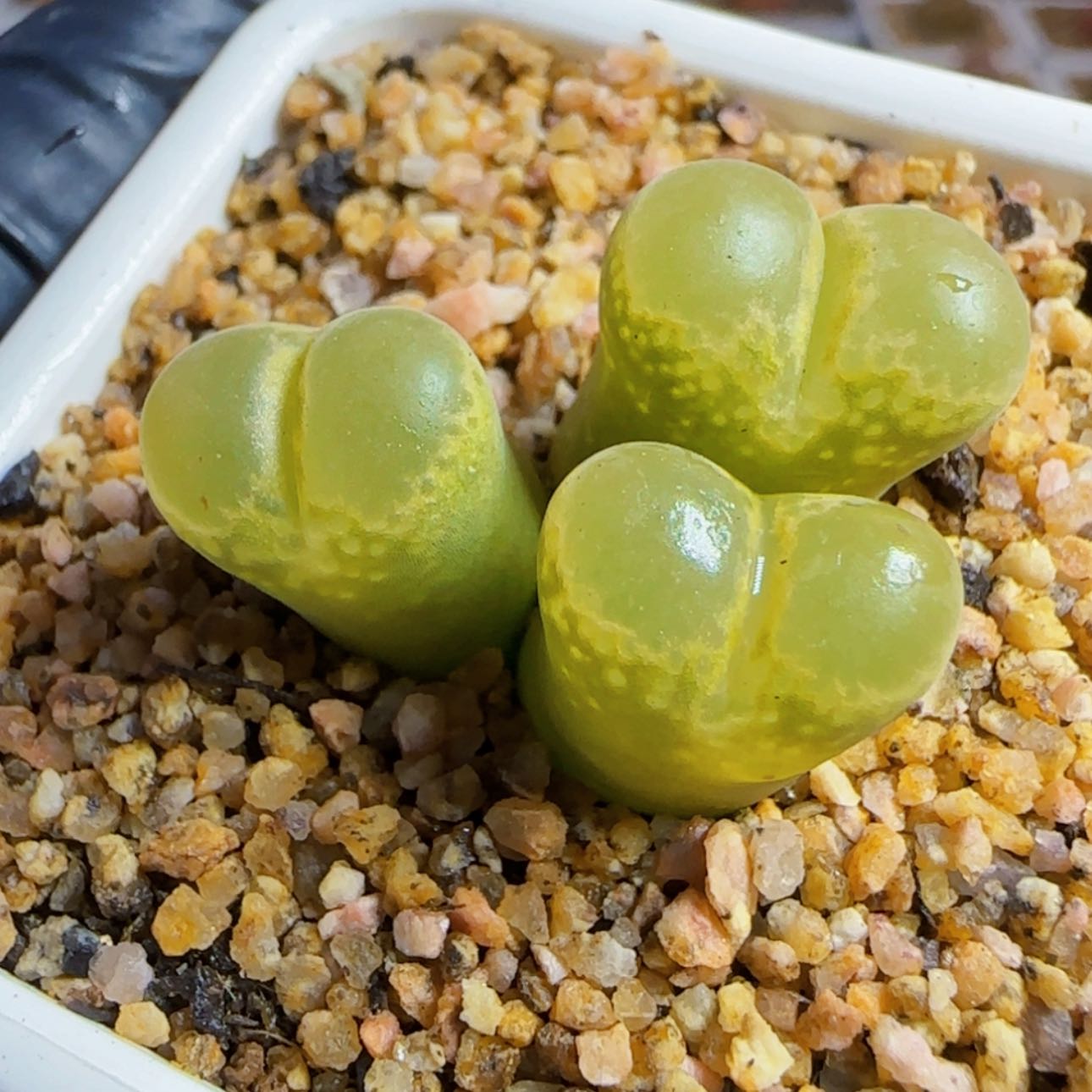 【闪购商品】26号群风铃
