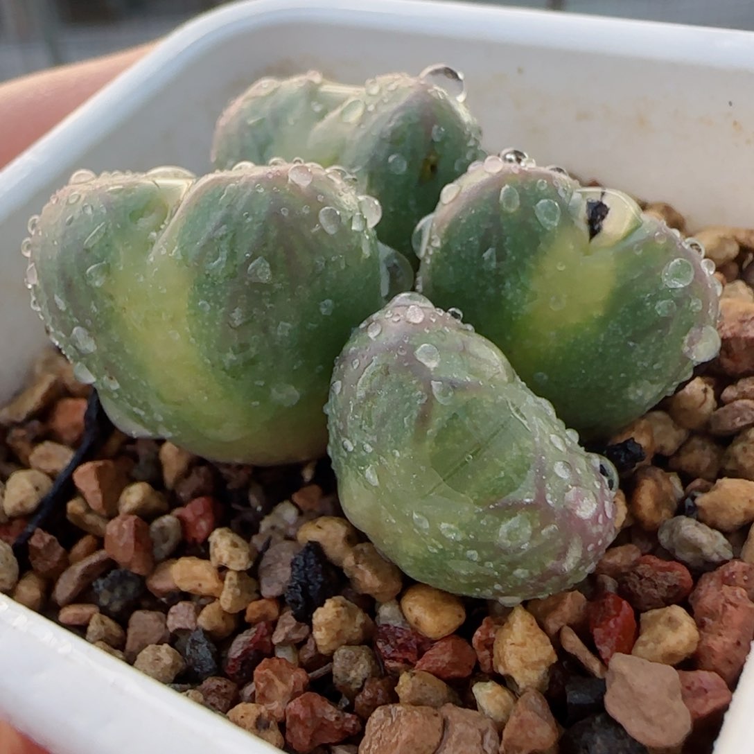 11.12号多肉一颗68号链接