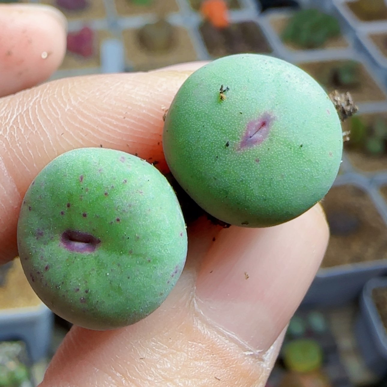 【闪购商品】43号2颗10094红嘴