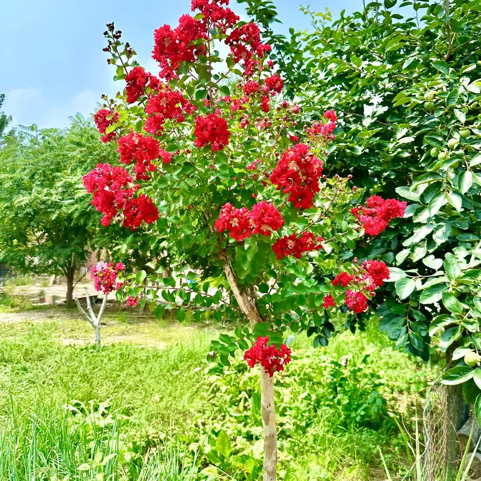 红花紫薇红火箭耐寒耐晒室外玫瑰栽培