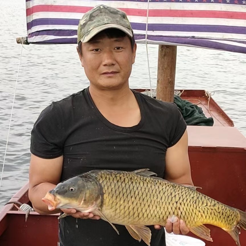 黄金鲤鱼2斤-8斤包邮，现捕现发