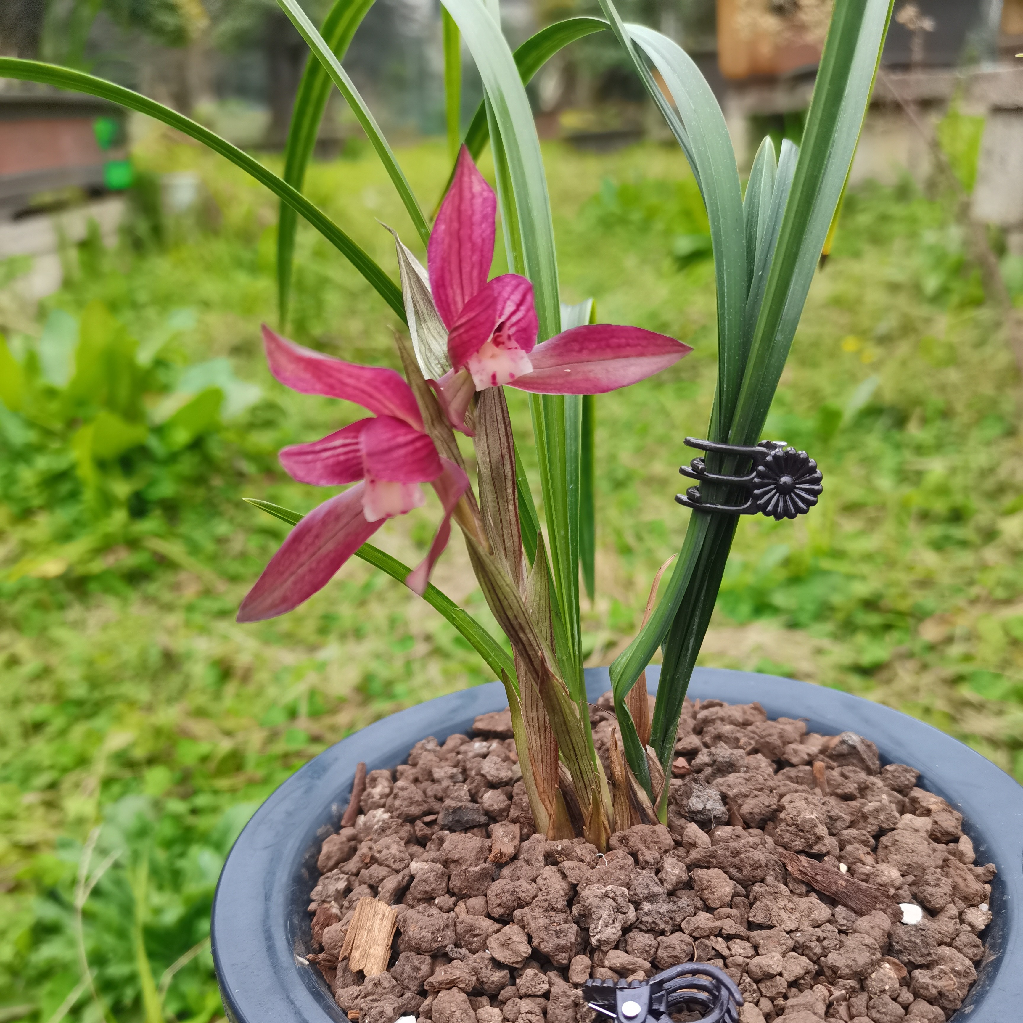 无品牌素心香花春兰兰花栽培前台春季客厅红色