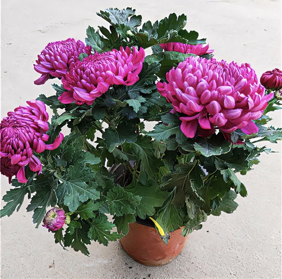 九月菊（紫绣球)中大花型菊花适合盆栽地栽