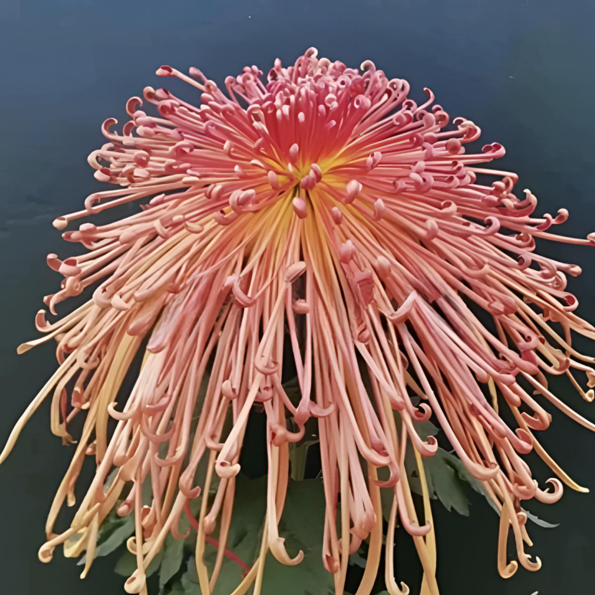 九月菊大花（天门彩霞）线型菊花适合盆栽地栽