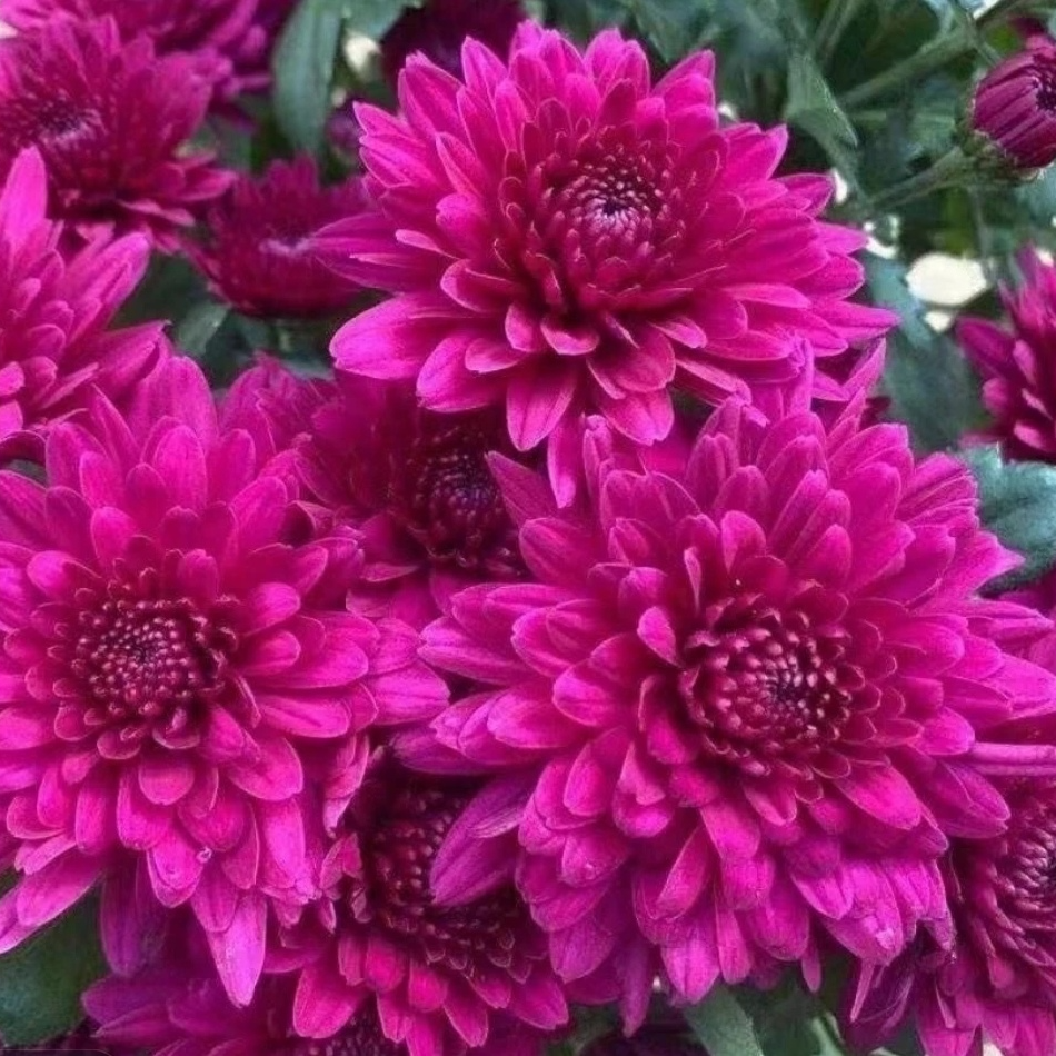 （紫芙蓉）大花型九月菊【带花苞发货】适合盆栽地栽