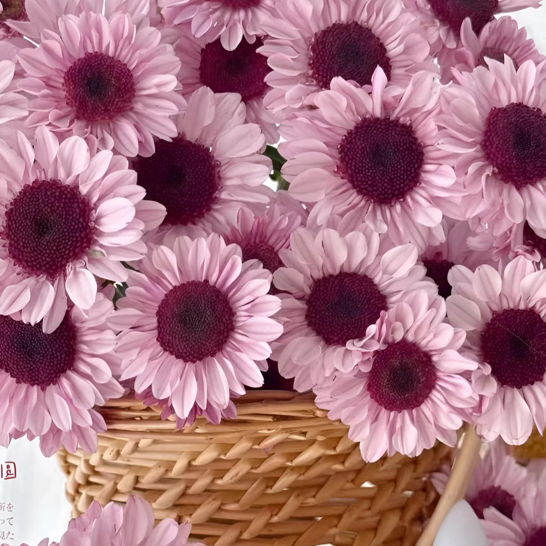 （草莓熊，香槟提卡，宁静，三文鱼橙色】切花小菊四季开花原盆原土