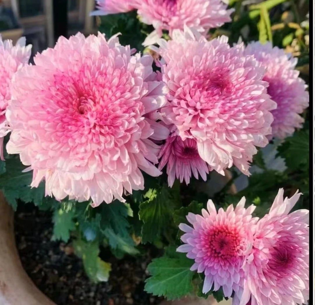 大花九月菊（荷塘月色）中型花菊花适合盆栽地栽