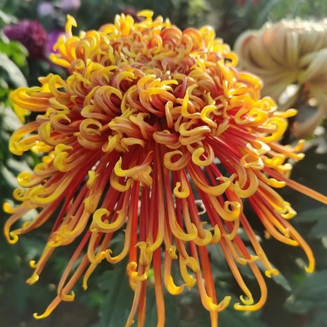 大花九月菊（凤凰振宇）线型丝菊菊花适合地栽盆栽