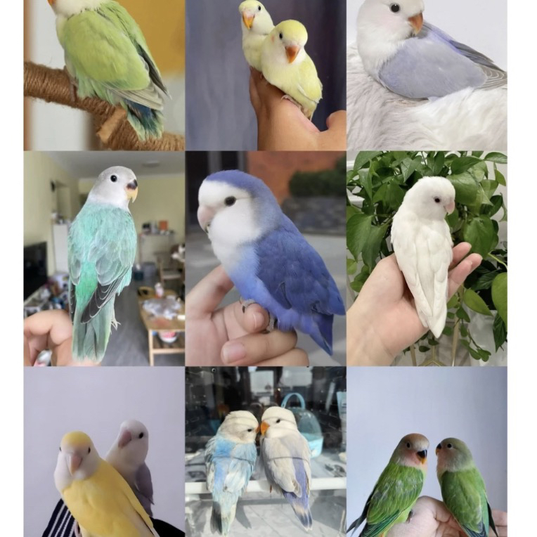 手养牡丹鹦鹉幼鸟 活体鹦鹉  直播间一物一拍