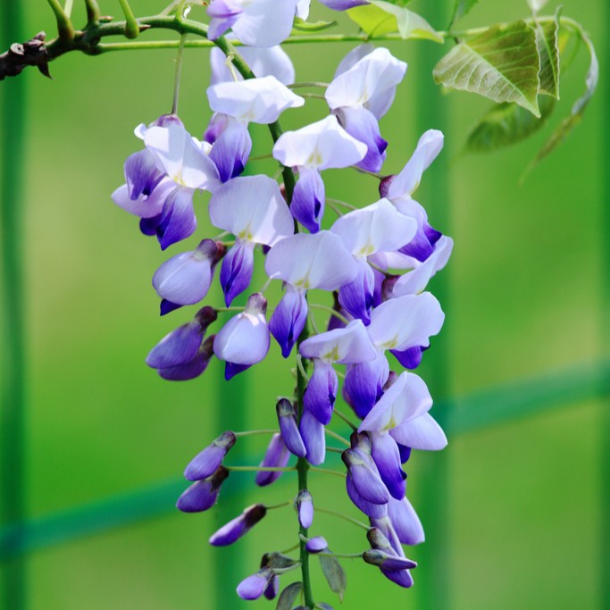 老鸦柿梅花海棠（60-500）盆栽盆景绿植金弹子