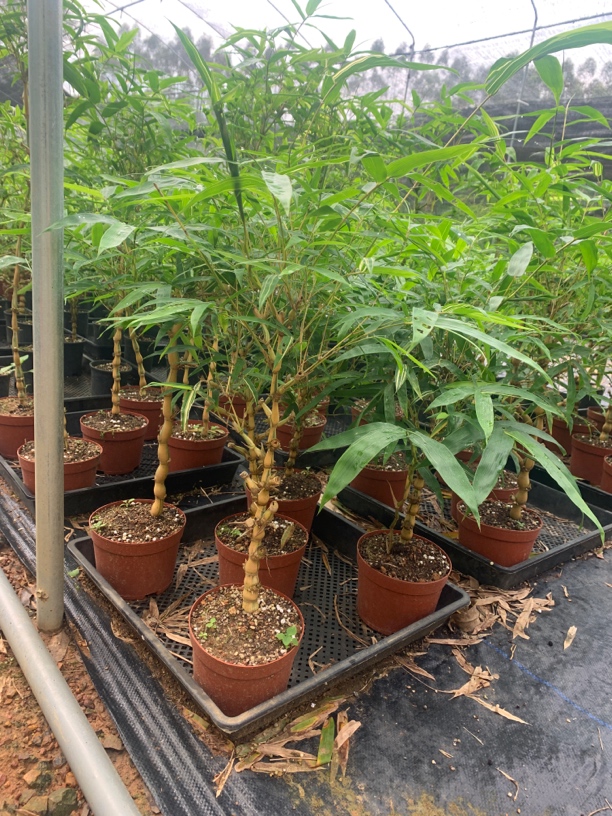 直播间一物一拍 红观音 红寒 内门竹  紫寒竹 实物也直播间为准