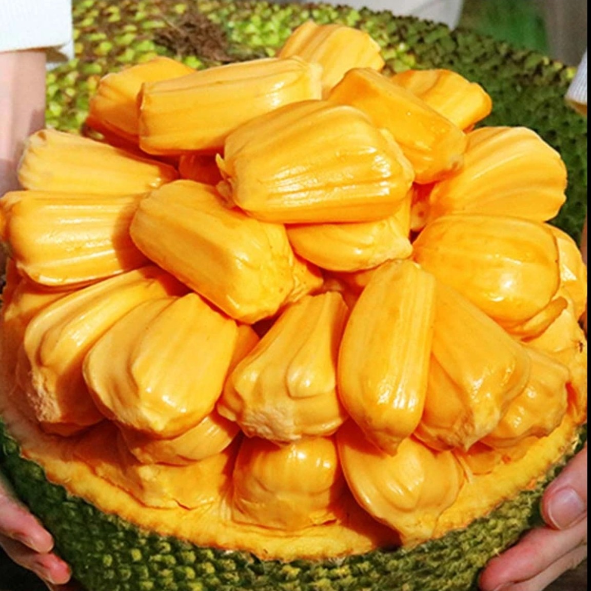 （整果）越南红肉菠萝蜜5-30斤一颗