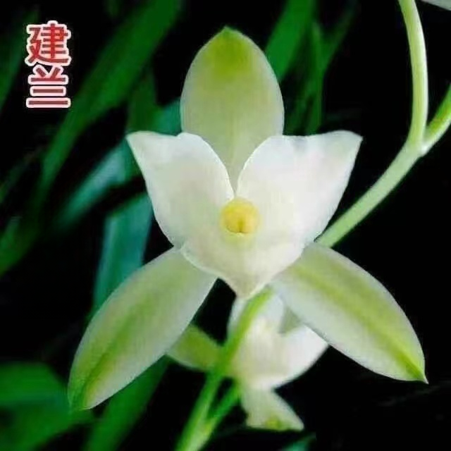 高端精品名贵兰花 8支花【国色天香】盆栽绿植花卉室内阳台四季开花