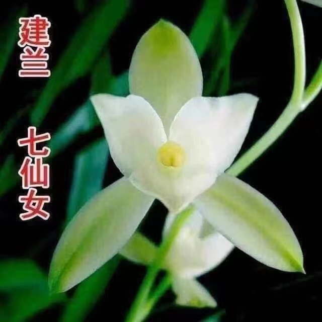 精品高端兰花【七仙女】盆栽绿植花卉室内阳台建兰四季开花室内