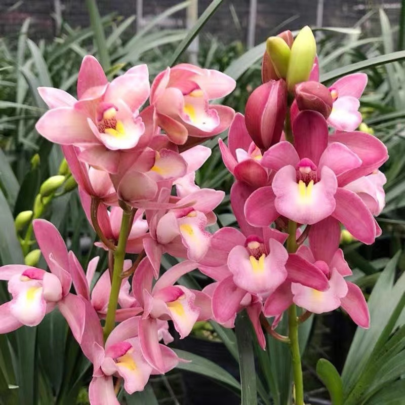 兰花【浪漫樱花】3-4支花剑 年宵花好养浓香型-免费保温发货