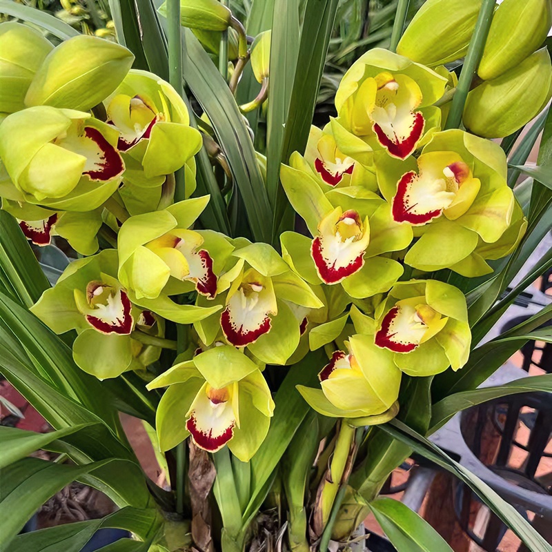 兰花【玉观音8-10苗大爆盆】鲜花大花绿植园艺花卉精品盆栽浓香