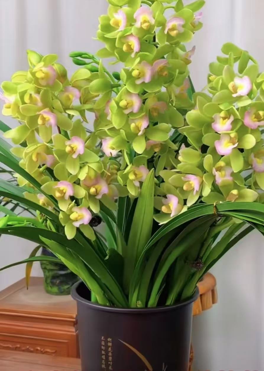 兰花【香水香兰】一盆带5-6支花剑 鲜花年宵花带花苞-免费保温发货